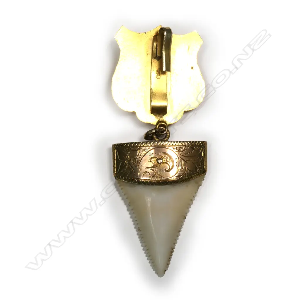 Walsh & Co. (Masterton) 9ct gold mounted shark's tooth pendant, Image 1++